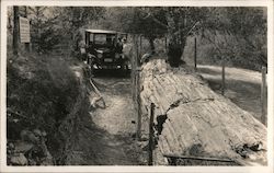 Car, Petrified Forest "Queen of the Forest" Postcard