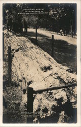 Petrified Forest Postcard