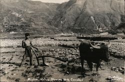 Bontoe plowing with Caraboa Philippines Faulkner Studio Postcard Postcard Postcard