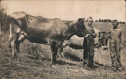 Boys and Cows Postcard