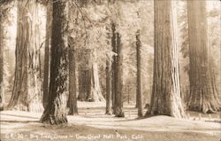 Big Tree Grove, Gen. Grant National Park Postcard