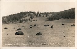 Buffalo in game preserve at Genesee Mt. Denver Mt. Parks Postcard