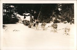 Dogs and dog sled standing in the snow Postcard Postcard Postcard