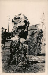 Specimen in Petrified Park Postcard