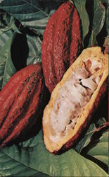 Cocoa Pods Rich in Colour and Flavour Granada Fruit Postcard Postcard Postcard