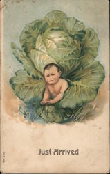 Just Arrived - Baby in Cabbage Babies Postcard Postcard Postcard