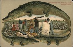 Alligator Border Greetings from the Sunny South - Weighing Cotton S659 Postcard