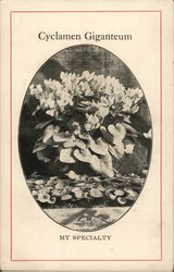 Cyclamen Giganteum, My Specialty Christ Winterich Cyclamen Specialist, Defiance, Ohio Flowers Postcard Postcard Postcard