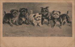 Four black puppies and one white puppy Postcard