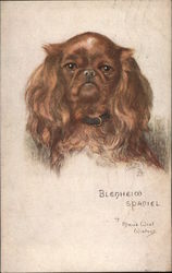 Blenheim Spaniel Postcard