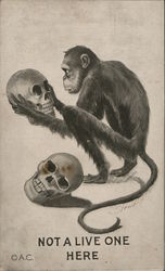 Not a live one here - monkey holding a skull with another skull beside him Monkeys Postcard Postcard Postcard