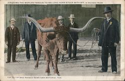 Jeronimo the worlds famous Texas long horn steer with 9 ft. 6 in. from tip to tip and raised near San Antonio, Tex. Postcard Pos Postcard