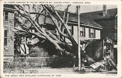 Homes Damaged by Fallen Trees on Mt. Auburn Street Cambridge, MA Postcard Postcard Postcard