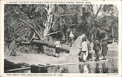 Ancient Victim of the Storm's Fury in the Public Garden Boston, MA Postcard Postcard Postcard