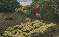 Harvesting Grapefruit, Lower Rio Grande VAlley Postcard