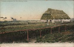 Tobacco Prepared for the Drying-House Postcard