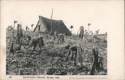 Cultivating Tobacco Havana, Cuba Postcard Postcard Postcard