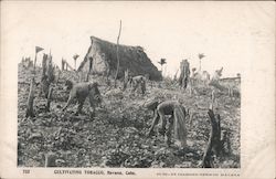 Cultivating Tobacco Havana, Cuba Postcard Postcard Postcard