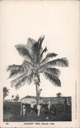 "Cocoanut Tree" Havana, Cuba Postcard Postcard Postcard