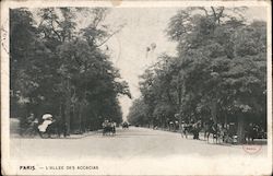 Paris - L'allee des accacias Postcard