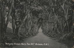 "Mahogany Avenue, Cherry Tree Hill," Barbados, B. W. I. Postcard