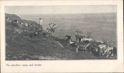 The reindeer camp and herder Postcard