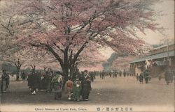 Cherry Blossom at Uyeno Park, Tokyo Japan Postcard Postcard Postcard