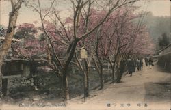 Cherry of Nakagawa Nagasaki, Japan Postcard Postcard Postcard