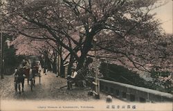 Cherry Blossoms at Sakuramichi Postcard