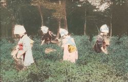 Postcard of Four Women Harvesting Postcard