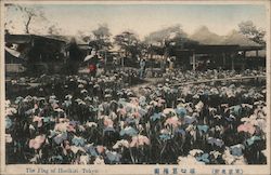 Horikiri Shobuen - Sweet Flag Iris Garden Tokyo, Japan Postcard Postcard Postcard