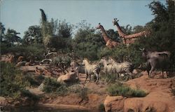 African Veldt, Disneyland Anaheim, CA Postcard Postcard Postcard