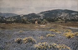 California Wild Flowers Postcard