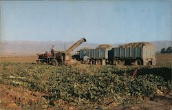 Sugar beet harvesting Salinas, CA Max Mahan Postcard Postcard Postcard