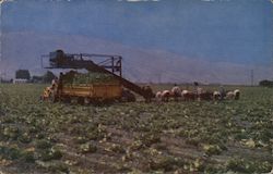 Salad bowl of the nation - lettuce harvest Salinas, CA Postcard Postcard Postcard