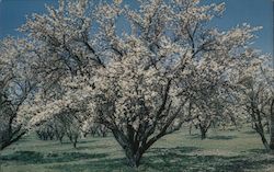 Almond Blossom Time Postcard