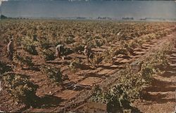 Wente Brothers Vineyards Postcard