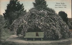 Rose Bush, Fairview Plaza Los Gatos, CA Postcard Postcard Postcard