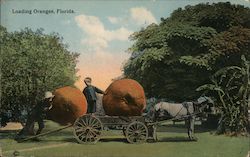 Loading Oranges Florida Exaggeration Postcard Postcard Postcard