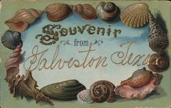 Circle of Shells Souvenir From Galveston Texas Postcard Postcard Postcard