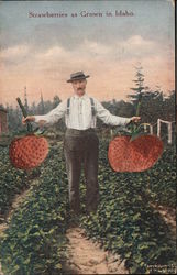 Strawberries as Grown in Idaho Exaggeration Postcard Postcard Postcard