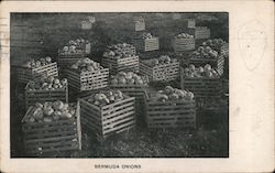 Crates of Bermuda Onions - Provident Land Company Postcard