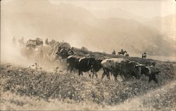 Men on Foot, in Wagons, and on Horses Leading Cattle Through a Field Cows & Cattle Postcard Postcard Postcard