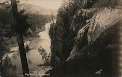 California Redwoods E.R. Freeman Photo Postcard Postcard Postcard