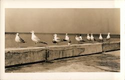 Row of Seagulls Postcard