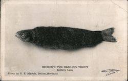 Hicken's Fur Bearing Trout Iceberg Lake Postcard