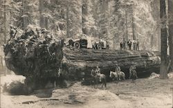 People and a Car on a Fallen Giant Sequoia California Postcard Postcard Postcard