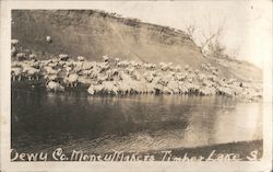 Herd of Sheep in Timber Lake, Dewy County Postcard