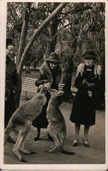 Women Feeding Kangaroos Postcard Postcard Postcard