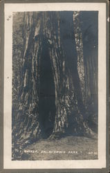 The Mother,California Redwood Park Postcard